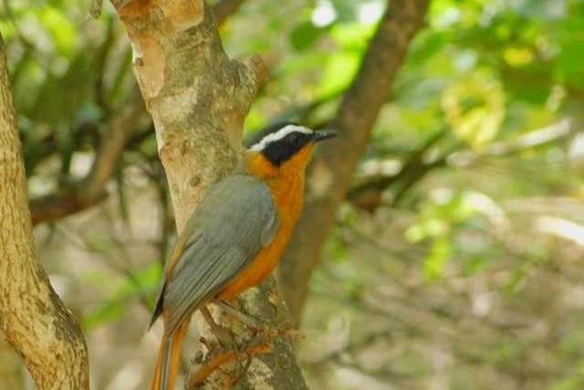 Lower Sabie White-browed Robin-chat.jpg