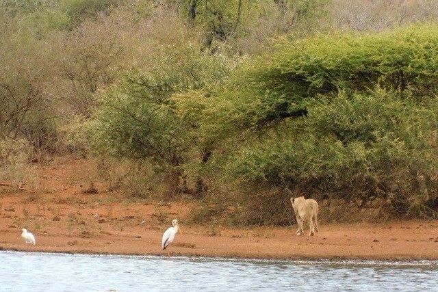 Sunset dam Lion.jpg