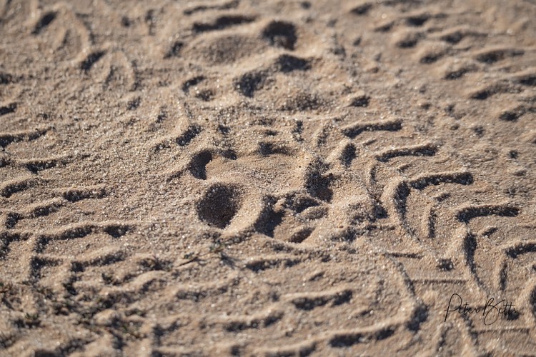 Camp Lion Tracks.jpg