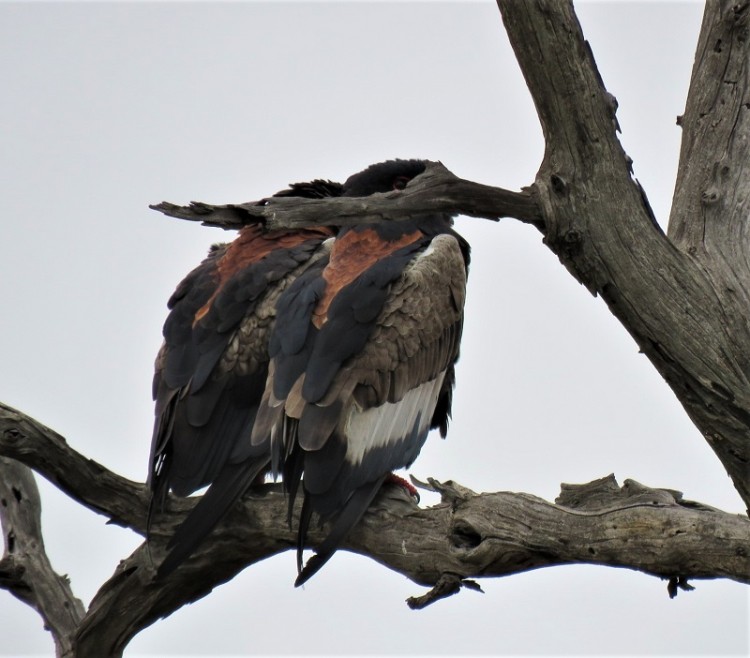 IMG_2785Bateleur.JPG