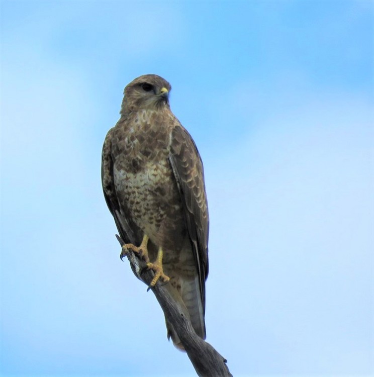 Steppe Buzzard.JPG