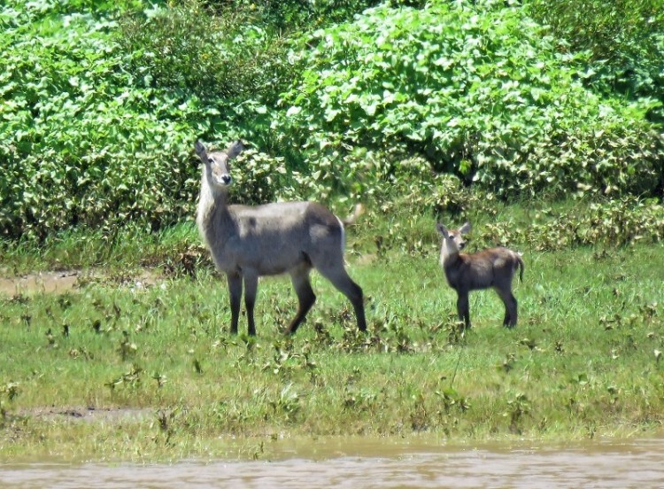 IMG_3030Waterbuck.JPG