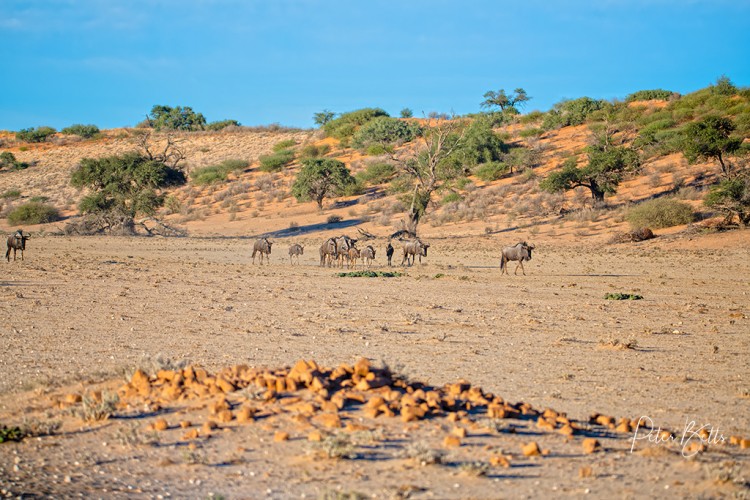 Wildebeest Trek.jpg