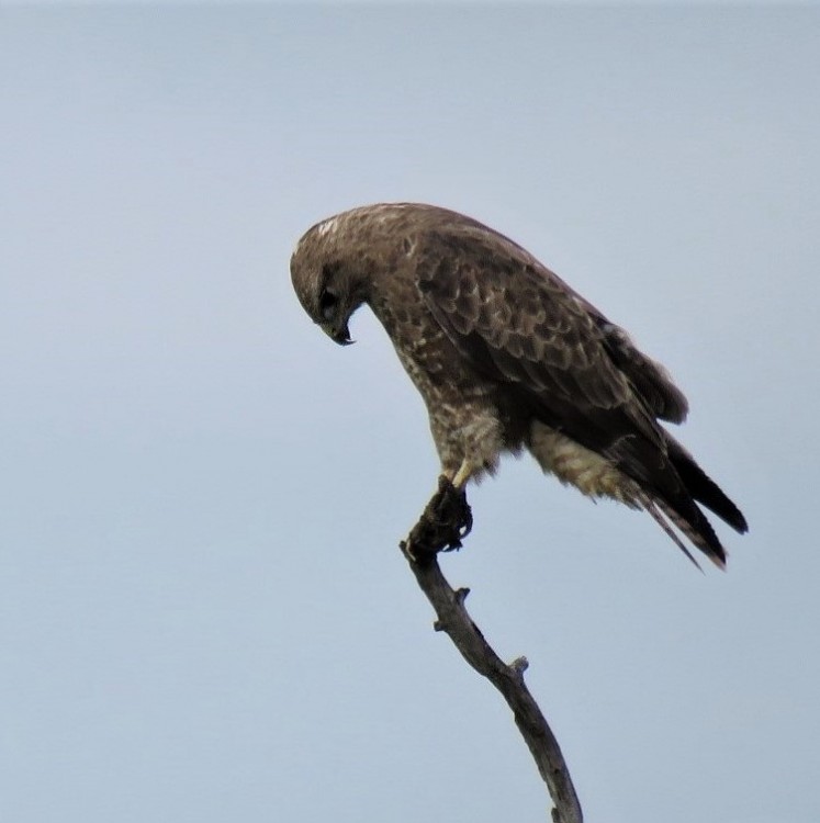 IMG_3213Steppe Buzzard.JPG