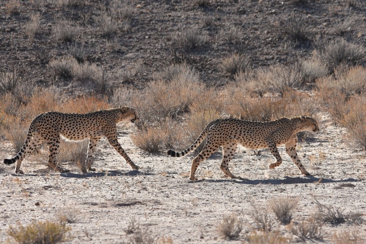 DSC_1037 Ginas 2016 Male B and Male A_00019_00087.jpg