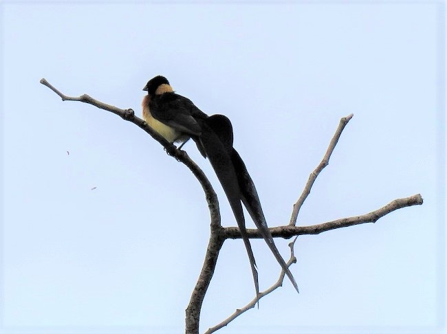 IMG_3689-Long-Tailed Paradise Whydah.JPG