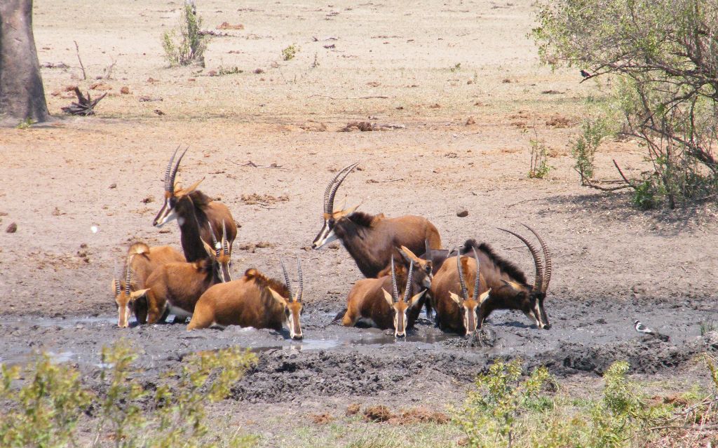 Your Guide To Waterhole Sitting In Kruger Africa Wild