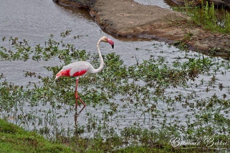 greater-flamingo-2_orig.jpg