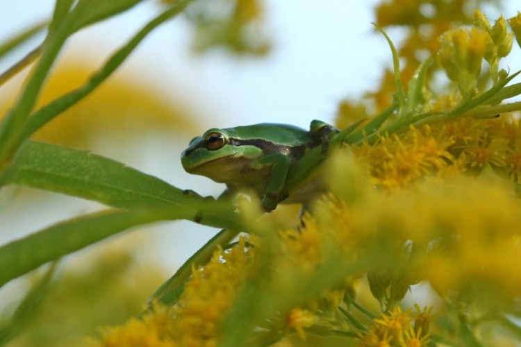 European Tree Frog