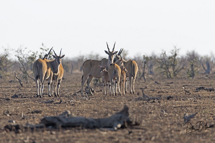 Tropic of Capricorn Eland.jpg
