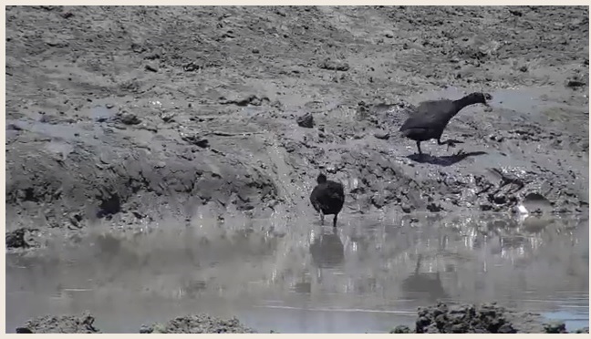 Red-knobbed Coot.jpg