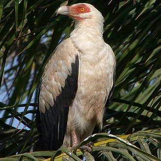 palm-nut-vulture.jpg