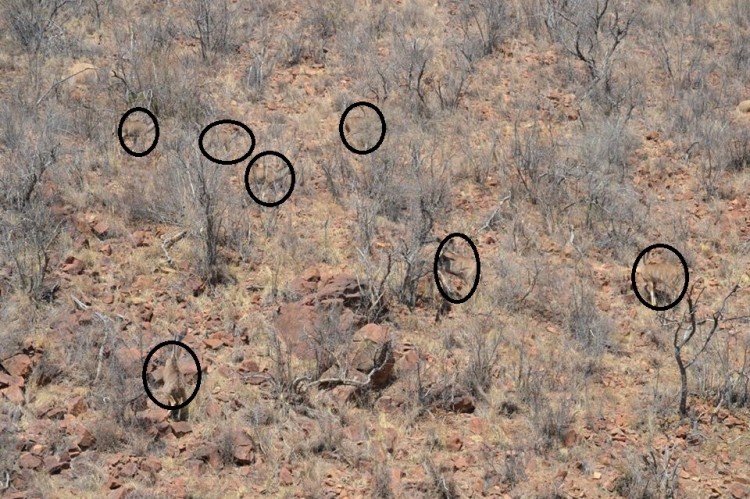 kudu.jpg