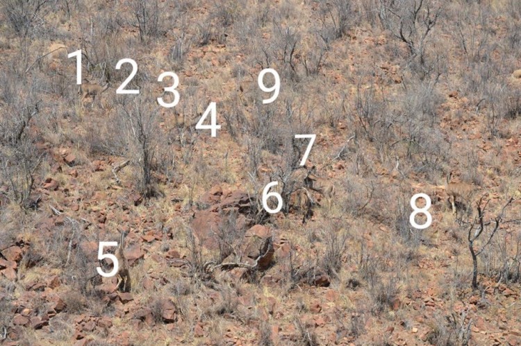 kudu.jpg