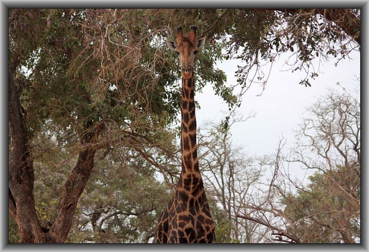 1.giraffe.jpg