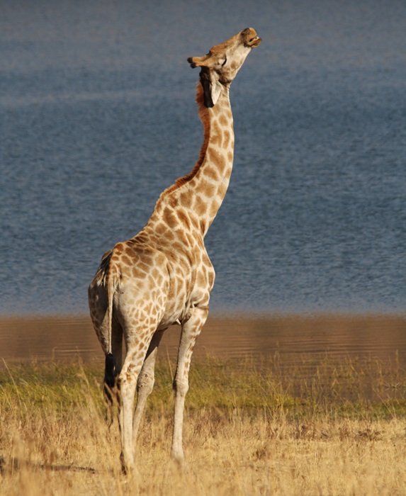 2. giraffe.JPG