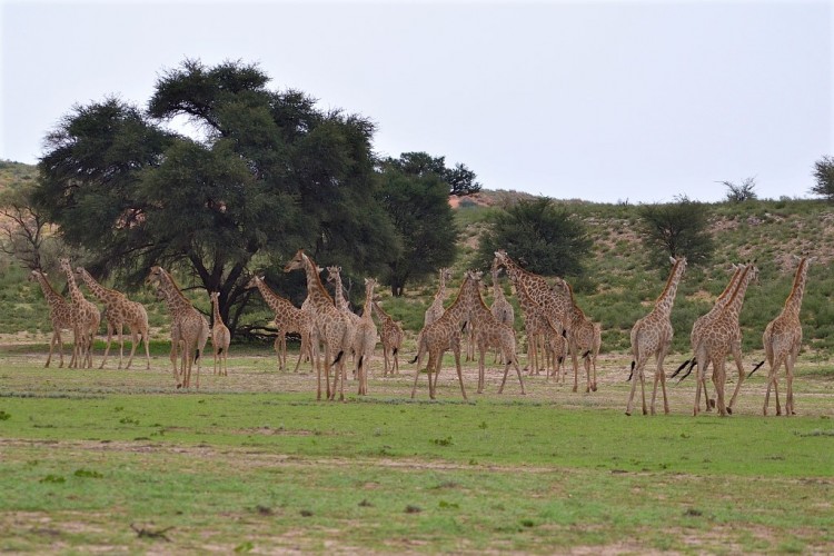 4. giraffe.jpg