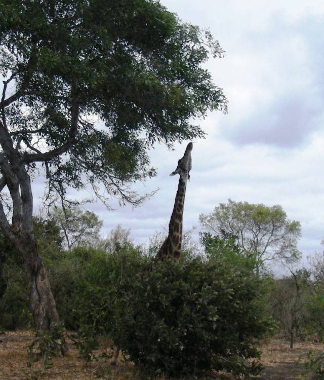 6.giraffe.jpg