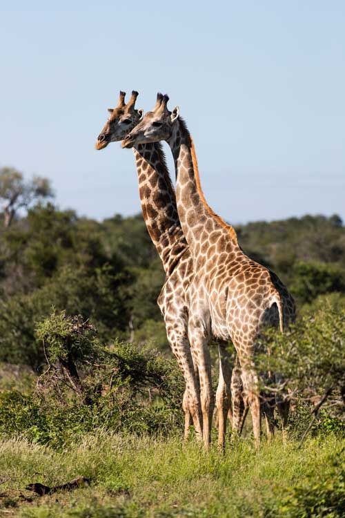 7.giraffe.jpg