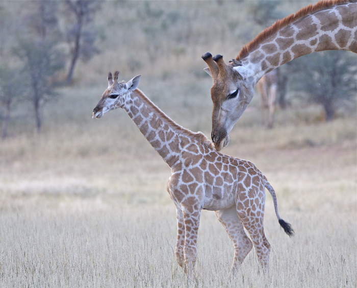 8.giraffe.jpg