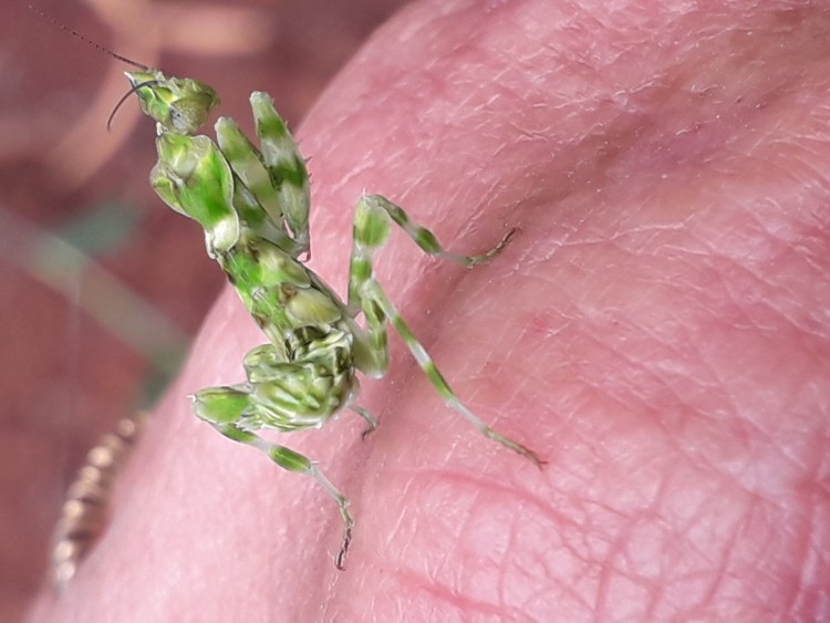 My little Flower Mantid.