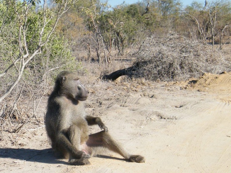 2. baboon.jpg