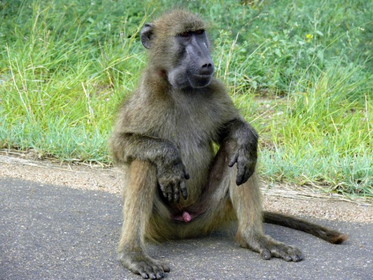 4. baboon.jpg