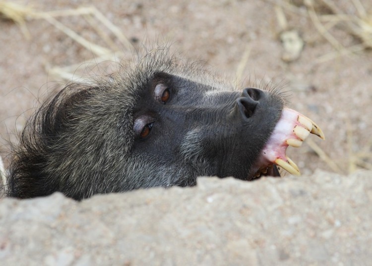 6. baboon.JPG