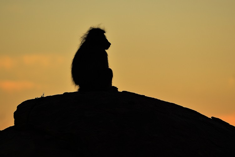 7. baboon.jpg