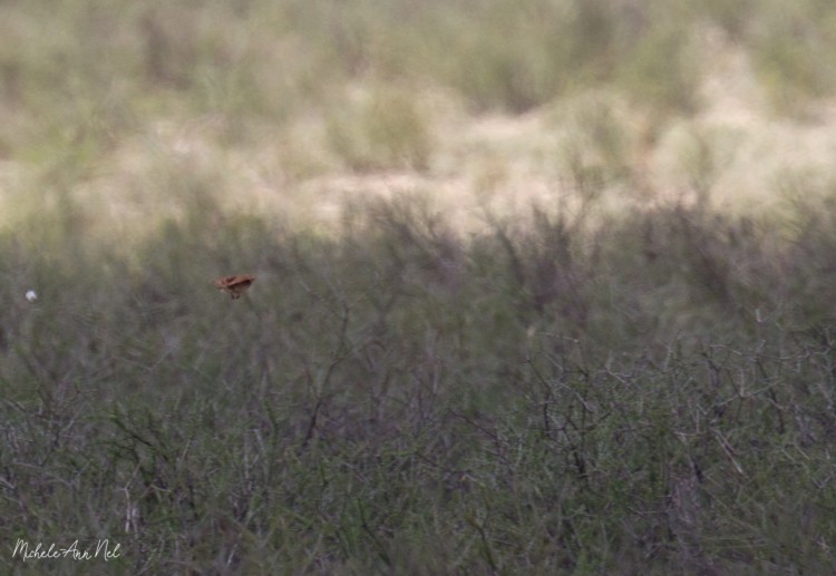 Eastern Clapper Lark