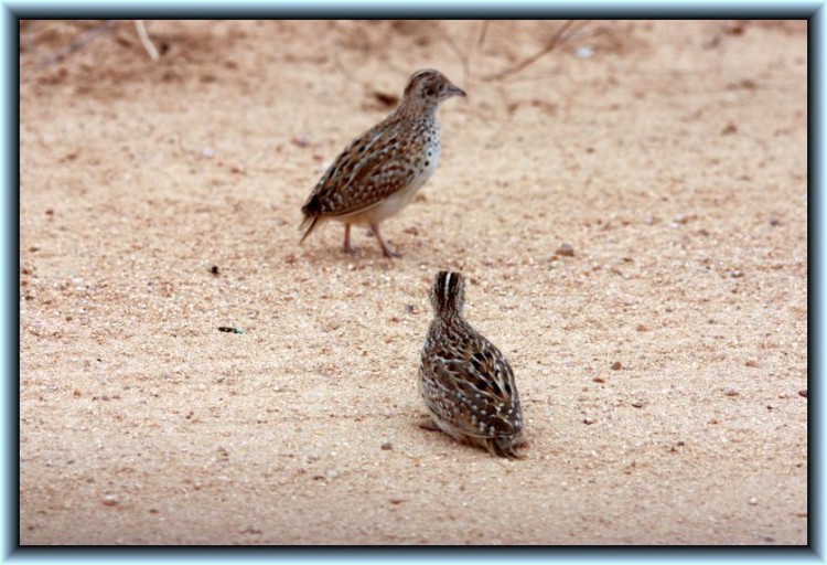 31-19 Kurrichane buttonquail.jpg