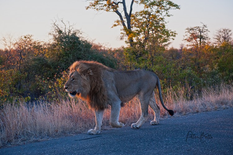 Sunrise Male Lion.jpg