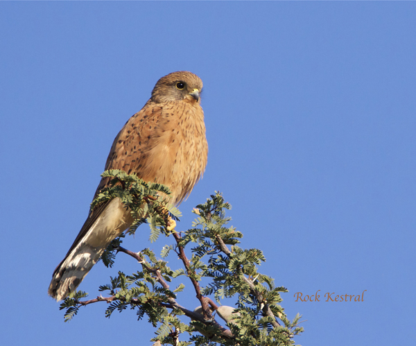 bird11.jpg