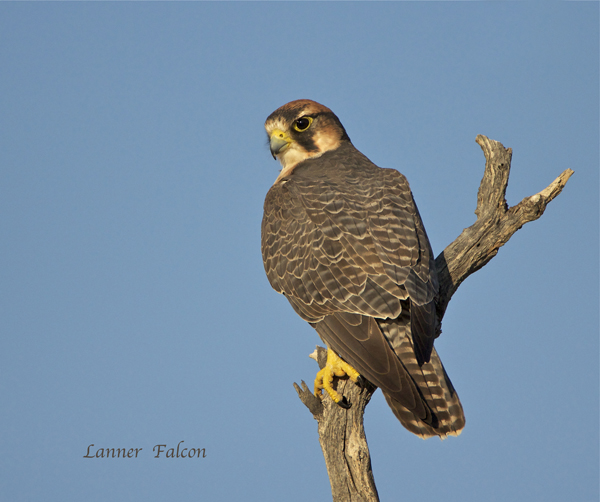 bird13.jpg