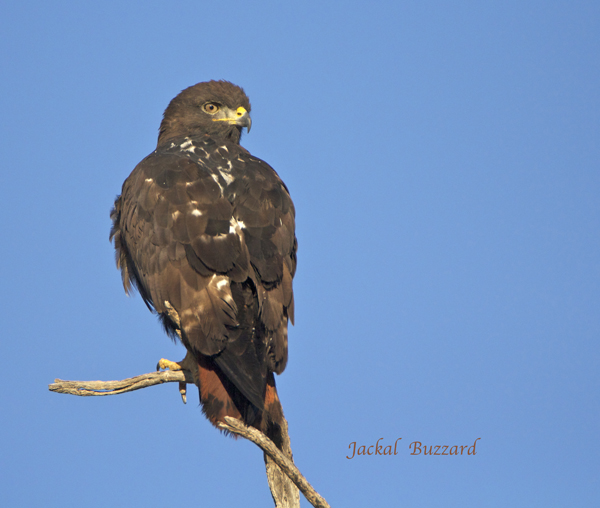 bird14.jpg