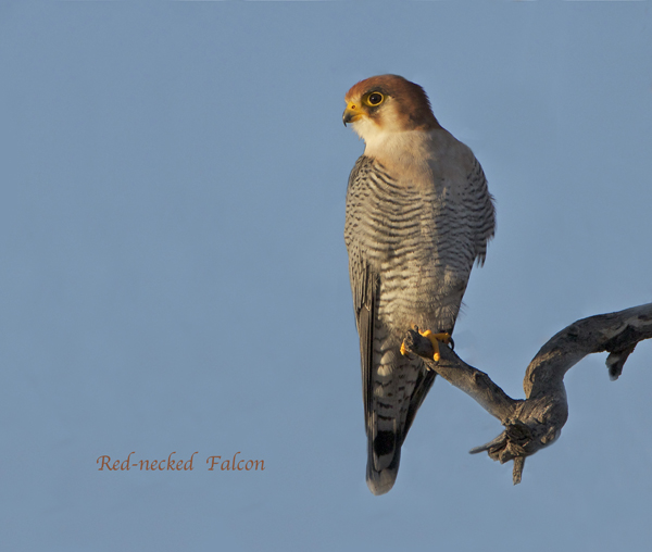 bird15.jpg