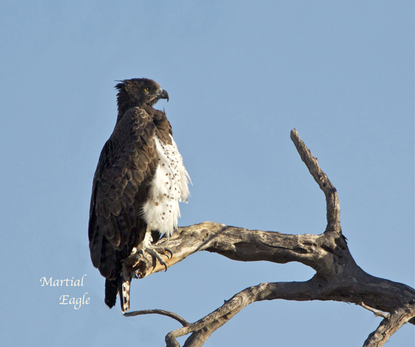 bird18.jpg