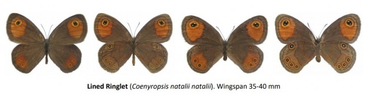 Coenyropsis natalii natalii male and female.jpg