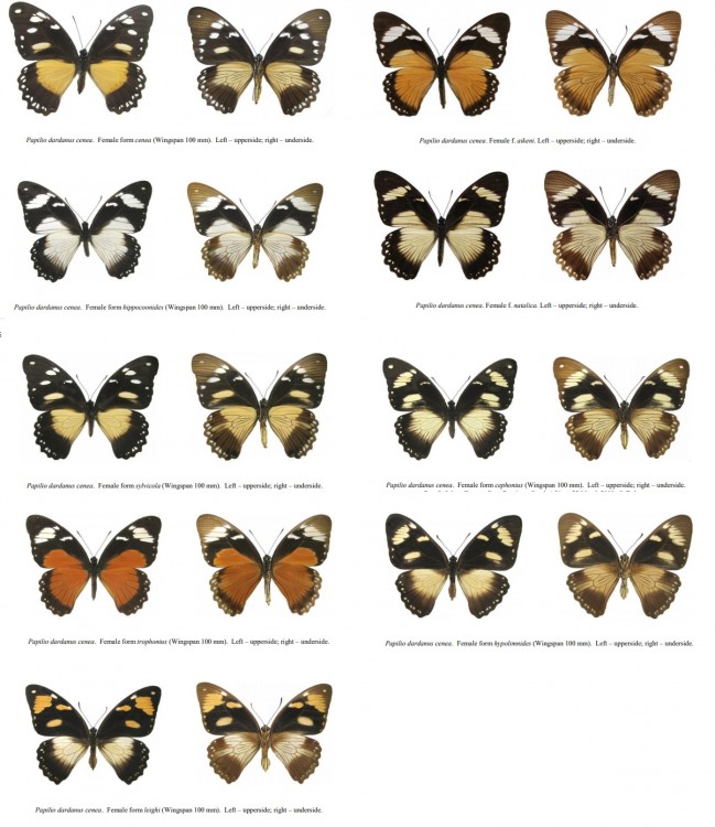 Papilio dardanus cenea Female.jpg
