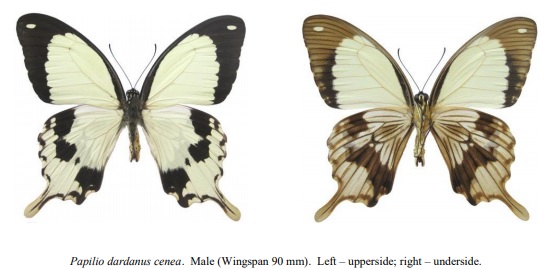 Papilio dardanus cenea Male.jpg