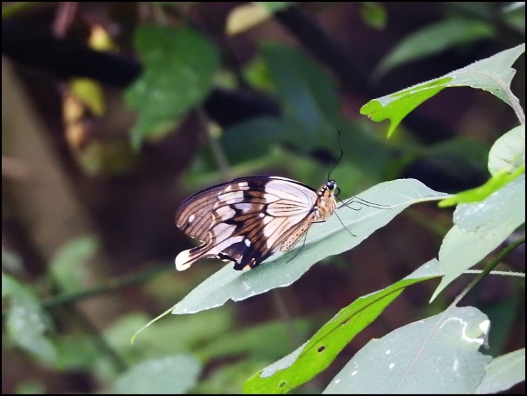 Papilio dardanus.jpg
