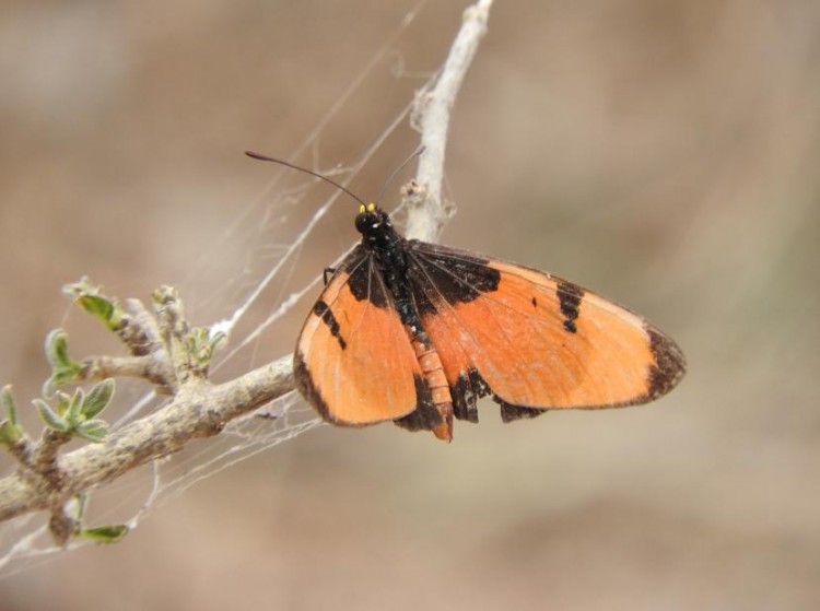 Acraea anemosa, Broad-bordered acraea, Sabi Sands Tydon safari Camp.jpg