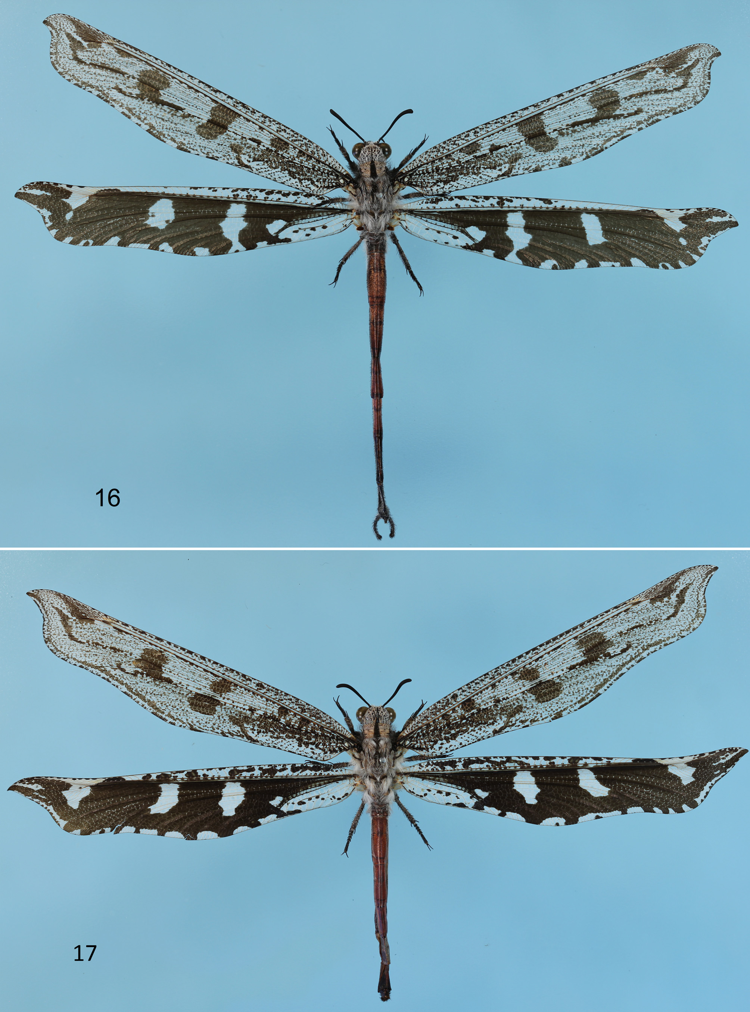 Lacewings, Antlions & Mantidflies (Order: Neuroptera) - Amateur