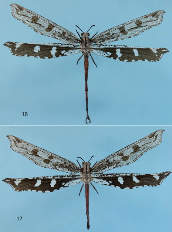 Crambomorphus kalaharicus male and female.png