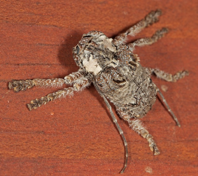 Tetradia lophoptera Dumpy Longhorn Beetle.jpg