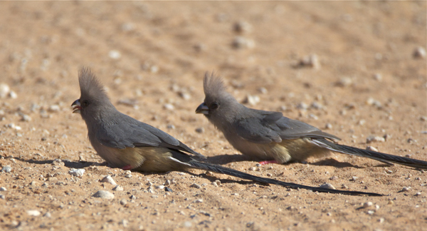 425 whiitebacked mousebirds 60.jpg