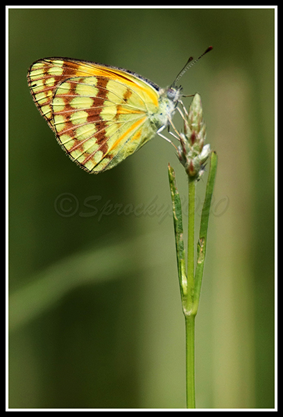 Colotis vesta.jpg