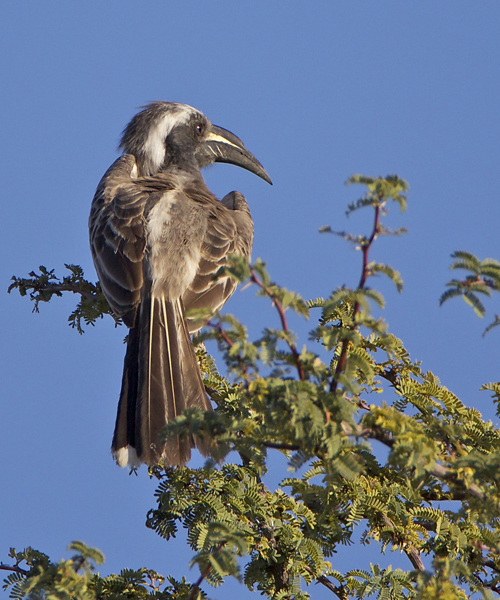 457 African grey hornbill 40.jpg