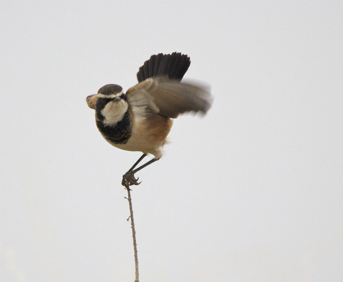 587 capped wheatear 20.jpg