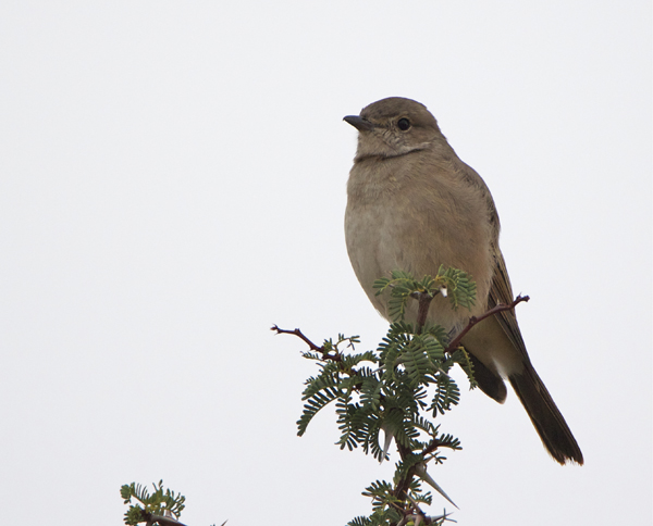 697 chat flycatcher 20.jpg